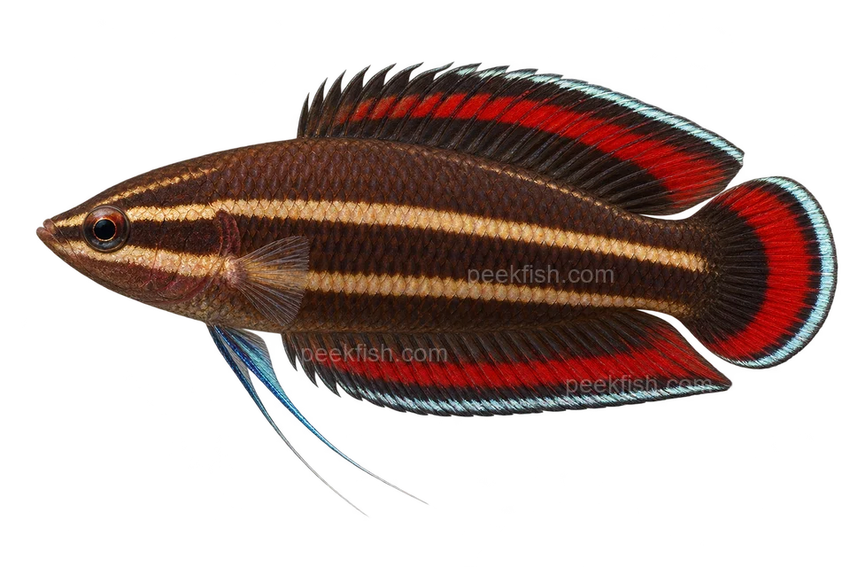 AI illustration of Parosphromenus tweediei, complete left-facing side view