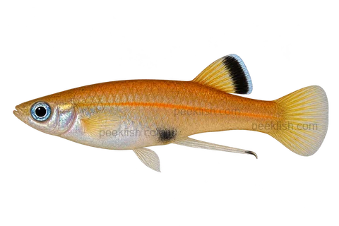 Phallichthys tico — natural-type adult male, left-facing AI illustration