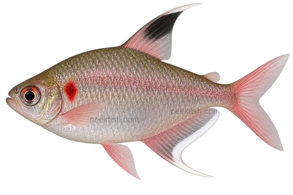 Bleeding heart tetra — AI-generated side-view illustration