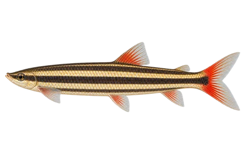 Striped headstander — left-facing natural adult, AI-generated illustration