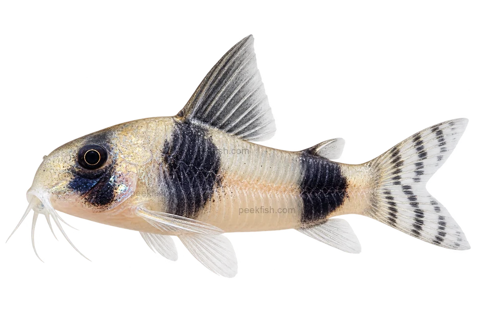 Hoplisoma tukano 朝左透明侧面AI示意图