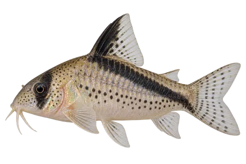 Hoplisoma loxozonum完整左向侧面AI示意图