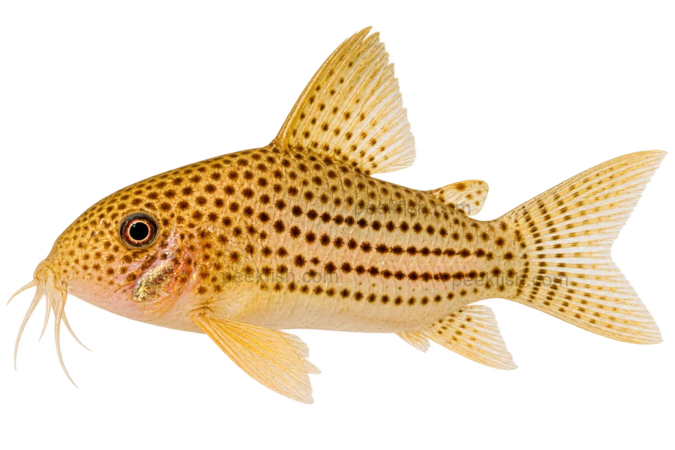 Hoplisoma eversi left-facing AI illustration