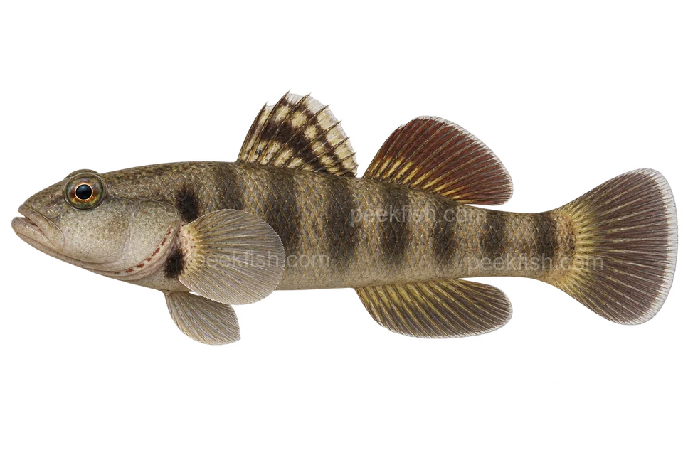 White-cheeked goby adult male in left-facing side view; AI-generated illustration