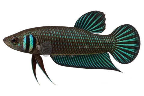 AI illustration of Betta mahachaiensis, complete left-facing side view