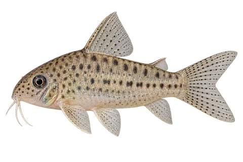 AI illustration of Hoplisoma cochui, complete left-facing side view