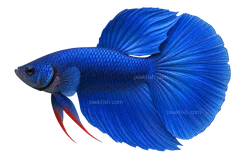 Domestic royal-blue halfmoon male Betta — AI-generated side-view illustration