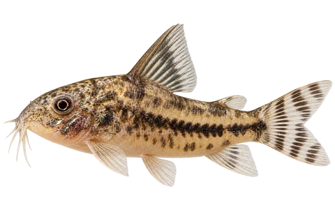 Hoplisoma diphyes left-facing AI illustration