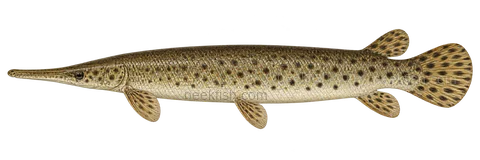 Florida gar, adult natural-colour left-facing AI illustration