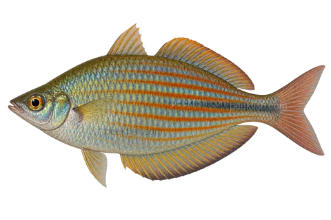 AI illustration of adult male Melanotaenia affinis, complete left-facing side view, Pagwi form