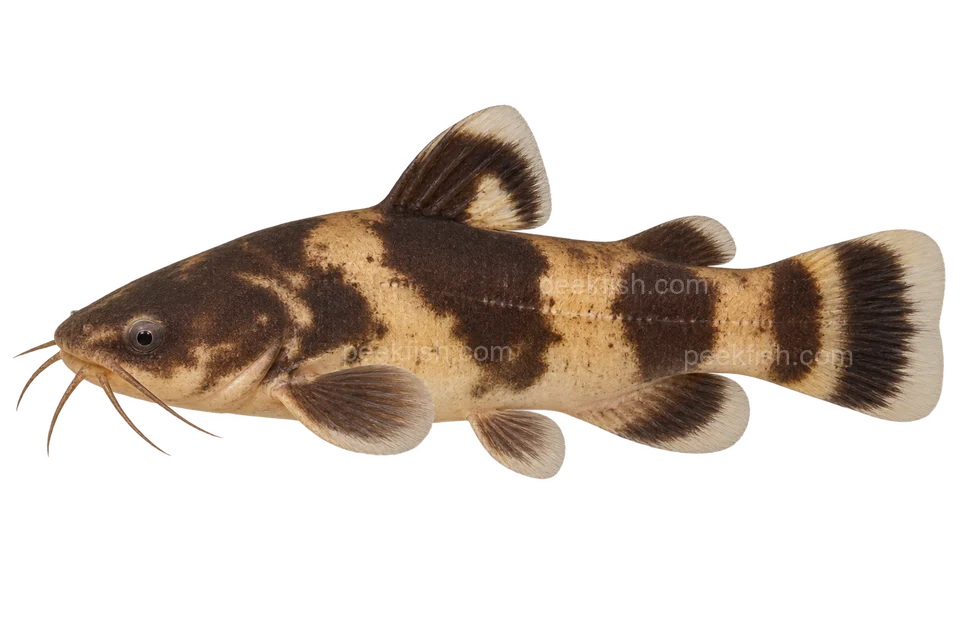 南美蜂纹鲶（Microglanis iheringi）自然型成体左向侧面AI示意图