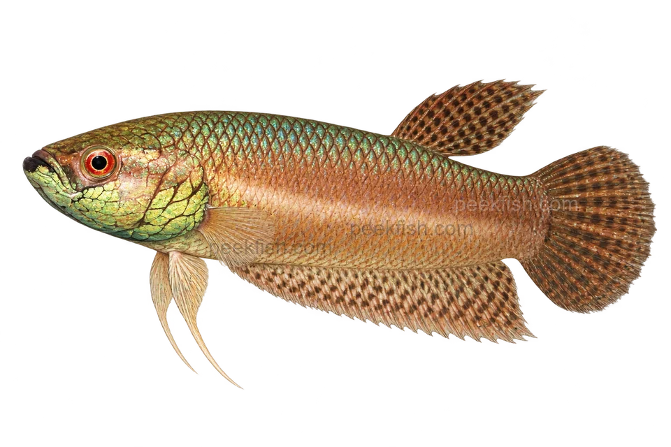 AI illustration of Betta pallifina, complete left-facing side view