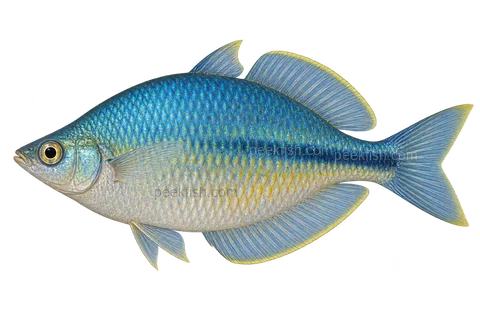 AI illustration of adult male Melanotaenia lacustris, complete left-facing side view