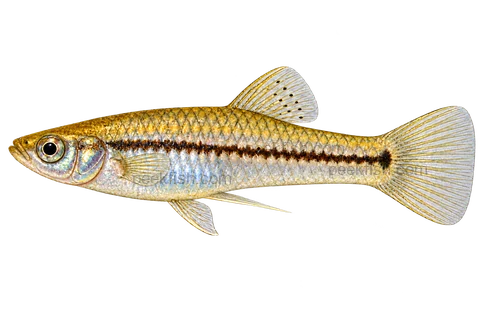 Left-facing male Xiphophorus continens AI illustration, silver-gold body, dark stripe and ordinary tail.