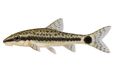 AI illustration of adult Otocinclus macrospilus in left-facing side view; not a photograph.