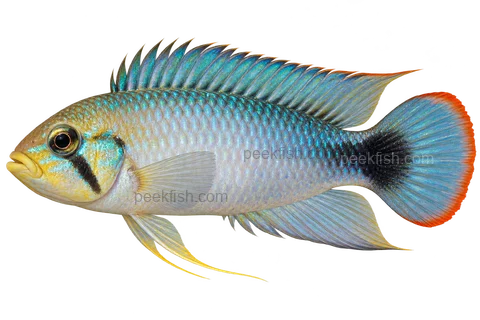 Apistogramma panduro完整左向侧面AI示意图