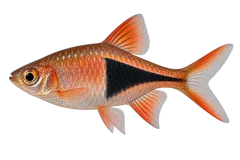 三角灯 (Trigonostigma heteromorpha) AI示意图