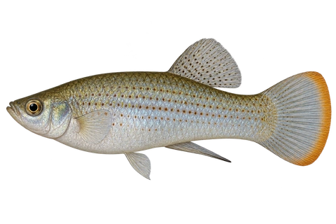 Poecilia butleri,自然型成年雄鱼,短背鳍与橙色圆尾缘,左向AI示意插画