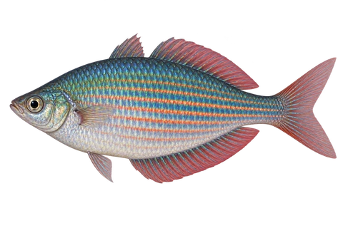 Melanotaenia rubrostriata 成体雄鱼完整左向侧面AI示意图(natural adult male; not Dekai trade identification)