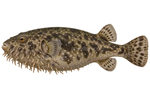 Hairy puffer (Pao baileyi), left-facing adult AI illustration