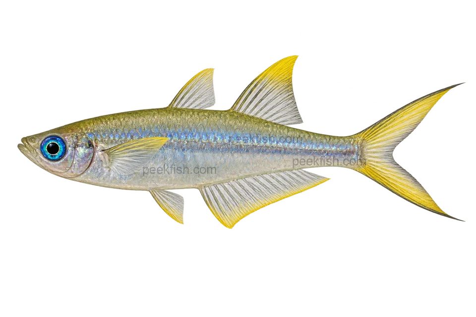Pseudomugil furcatus (Pseudomugil furcatus) AI示意图