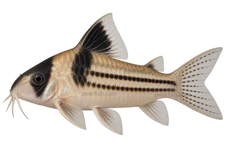 Hoplisoma parallelum完整左向侧面AI示意图