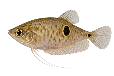 AI illustration of Parasphaerichthys ocellatus, complete left-facing side view