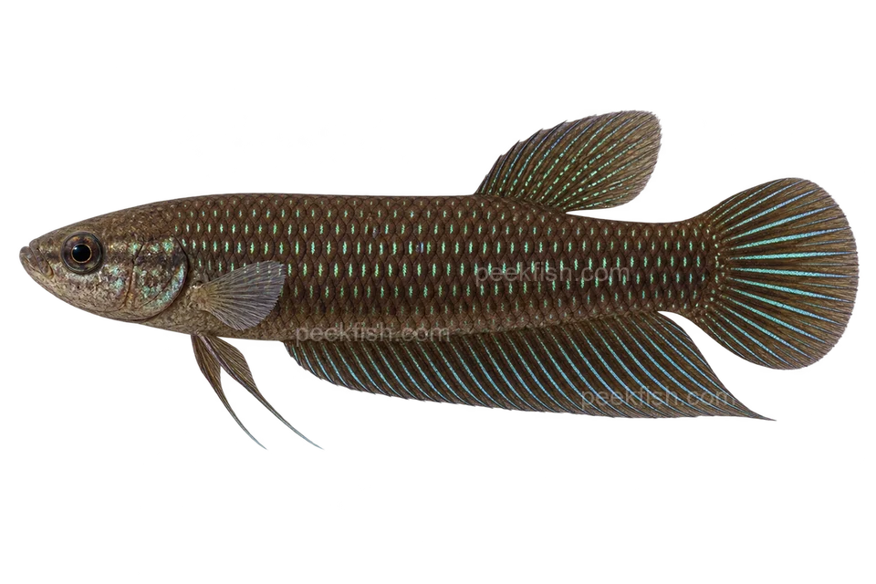 Slender betta — natural-colour adult male; AI-generated left-facing side-view illustration