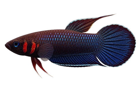 Betta foerschi完整左向侧面AI示意图