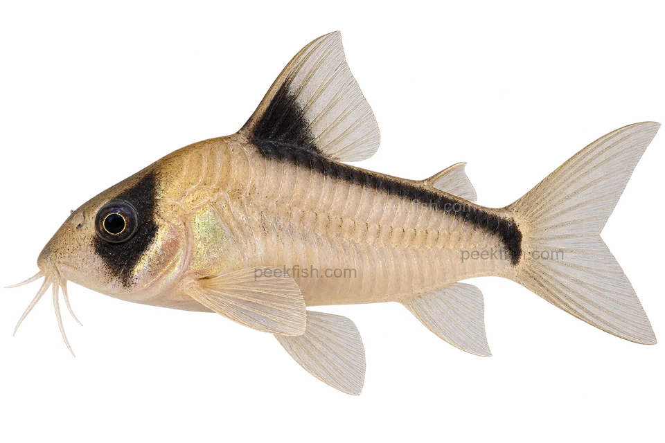 Hoplisoma metae,朝左的AI生成示意插画