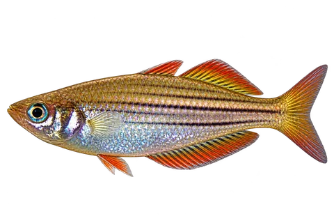 AI illustration of Melanotaenia maccullochi, complete left-facing side view