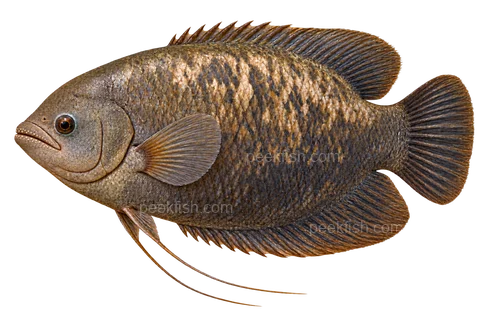 Elephant-ear gourami, large adult with external lip teeth, sex unspecified; AI-generated left-facing illustration.