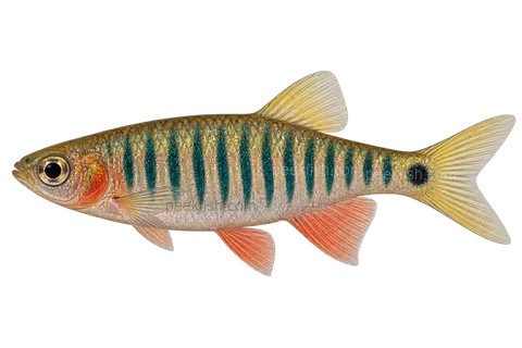 Emerald dwarf danio — left-facing AI-generated natural-coloured adult male, not a photograph