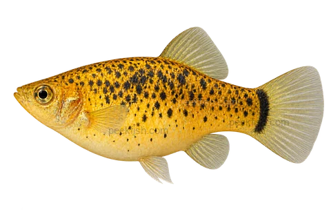 Left-facing adult female Xiphophorus milleri AI illustration, golden black-speckled body, full abdomen and dark caudal-base band.
