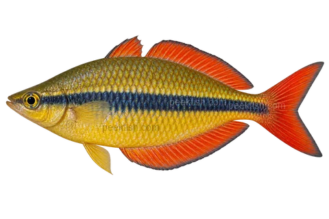 AI illustration of adult male Melanotaenia herbertaxelrodi, left side, natural adult male