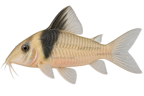 AI illustration of Brochis virginiae, complete left-facing side view
