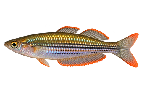 Melanotaenia exquisita 自然型代表外观,朝左透明侧面AI示意图,非实拍。
