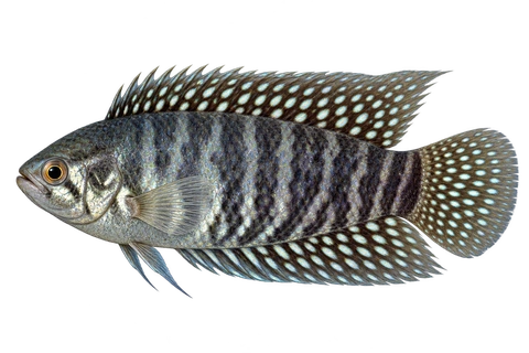 Microctenopoma fasciolatum完整左向侧面AI示意图