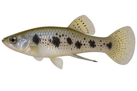 Limia vittata,自然外观成年雄鱼,左向AI示意插画