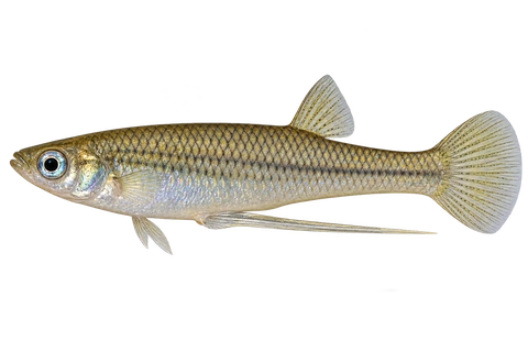 Girardinus falcatus，自然外观成年雄鱼；不指称特定产地纯系；AI侧身示意图