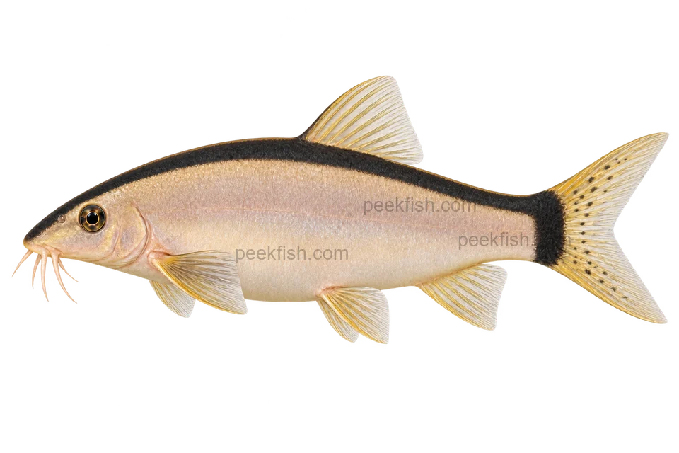 Yasuhikotakia morleti — natural-colour representative adult, sex unspecified; left-facing AI illustration, not a photograph.