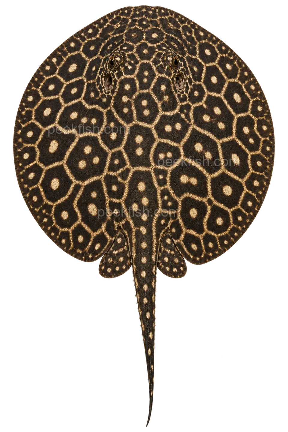 Potamotrygon jabuti — dorsal top-down AI illustration, head up, complete disc and tail down; not a photograph