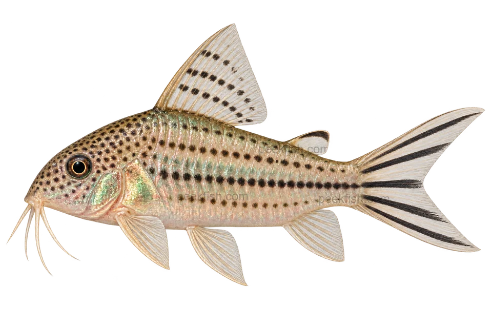 Brochis robineae，朝左的AI生成示意插画
