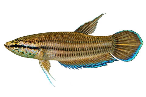 AI illustration of Betta picta, complete left-facing side view