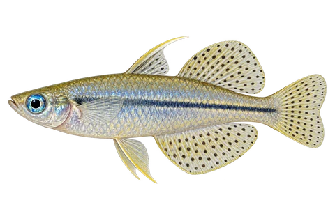 Pseudomugil gertrudae (Pseudomugil gertrudae) AI示意图