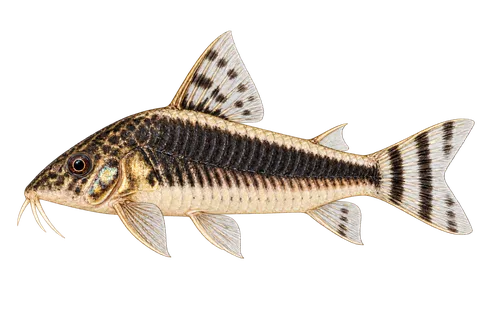 Corydoras semiaquilus完整左向侧面AI示意图