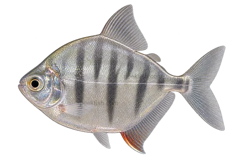 Metynnis fasciatus, representative adult in left-facing lateral AI illustration; not a photograph.