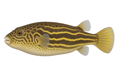斑马狗头(Tetraodon lineatus)自然成体左向侧面AI示意图
