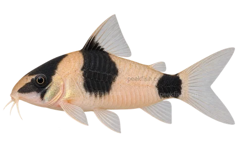 AI illustration of Hoplisoma weitzmani, complete left-facing side view