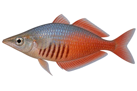 Chilatherina sentaniensis 成体雄鱼完整左向侧面AI示意图（red aquarium population; wild locality unknown）